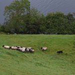 sheepdog herding sheep across a green meadow