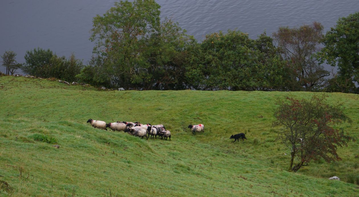 sheepdog herding sheep across a green meadow