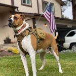 working dog in a tactical vest standing on green grass