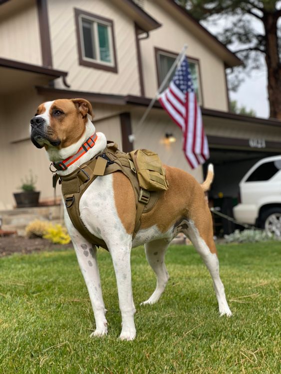 working dog in a tactical vest standing on green grass