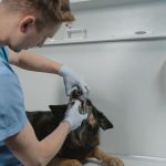 A veterinarian examining a dog's teeth during a dental checkup in a clinic