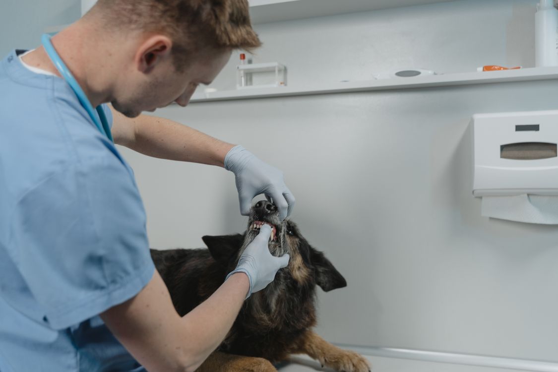 A veterinarian examining a dog's teeth during a dental checkup in a clinic