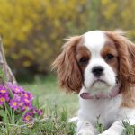 small long-haired dog standing on a green lawn