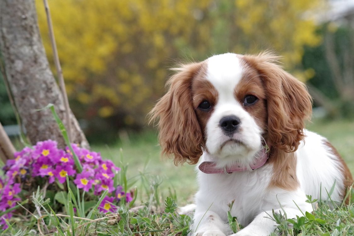 small long-haired dog standing on a green lawn