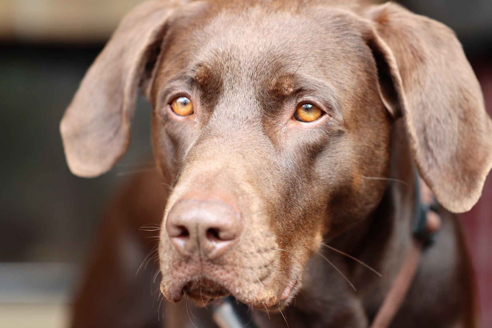 Close-up of a young Labrador retriever puppy looking up