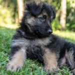 german shepherd puppy lying on green grass