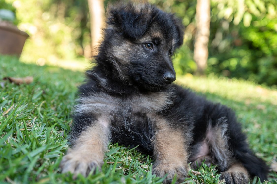 german shepherd puppy lying on green grass