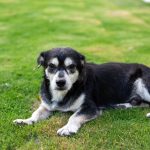 senior dog relaxing on green grass in the sun
