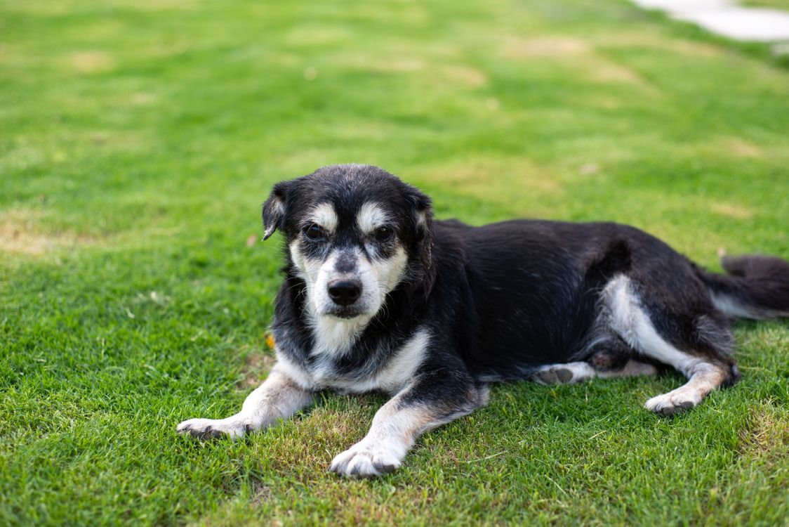 senior dog relaxing on green grass in the sun
