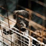 small puppy standing inside a wire crate