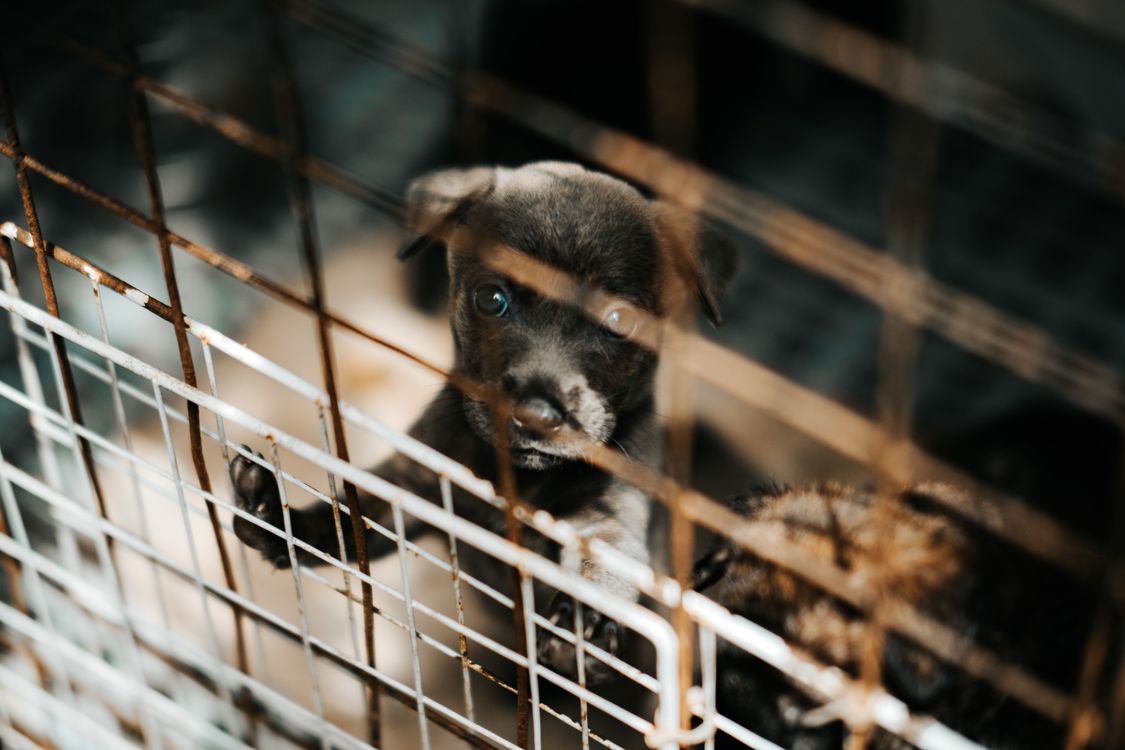 small puppy standing inside a wire crate
