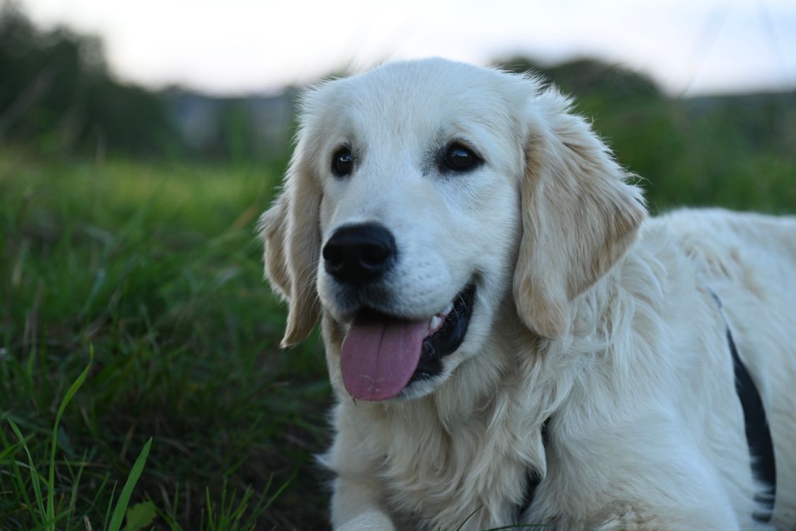 healthy golden retriever puppy relaxing on green grass