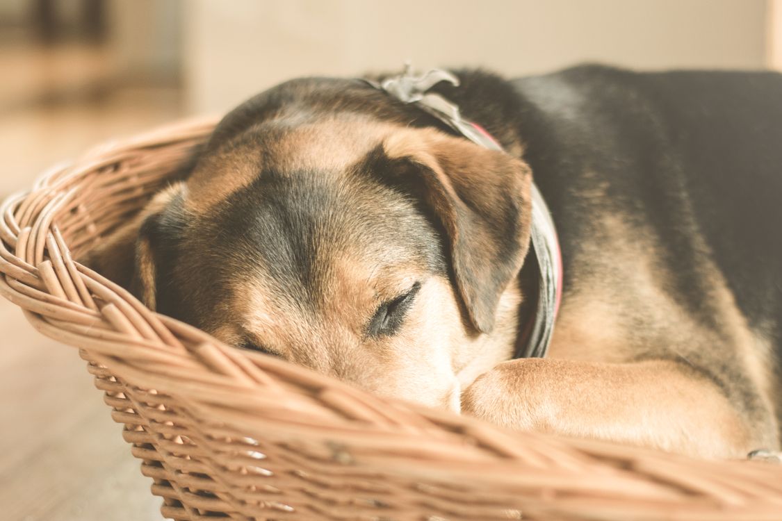 puppy sleeping curled up in a brown wicker basket