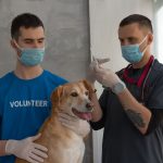 veterinarian holding a syringe to vaccinate a dog in a clinic