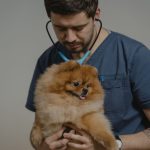 veterinarian listening to a dog heart with a stethoscope during a checkup