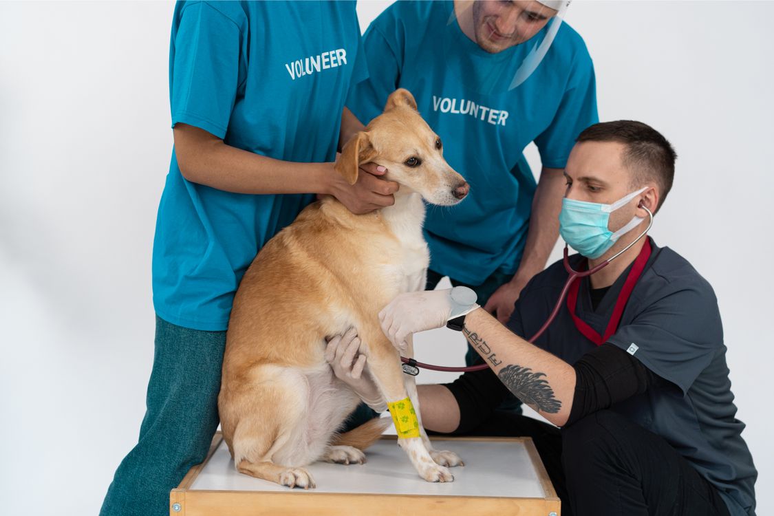 man checking a dog over with a stethoscope at the clinic