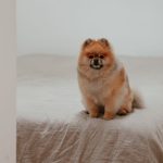 small fluffy pomeranian sitting on a bed indoors