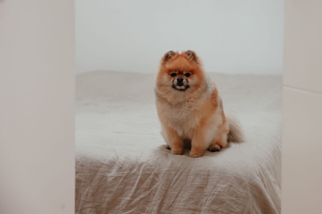 small fluffy pomeranian sitting on a bed indoors