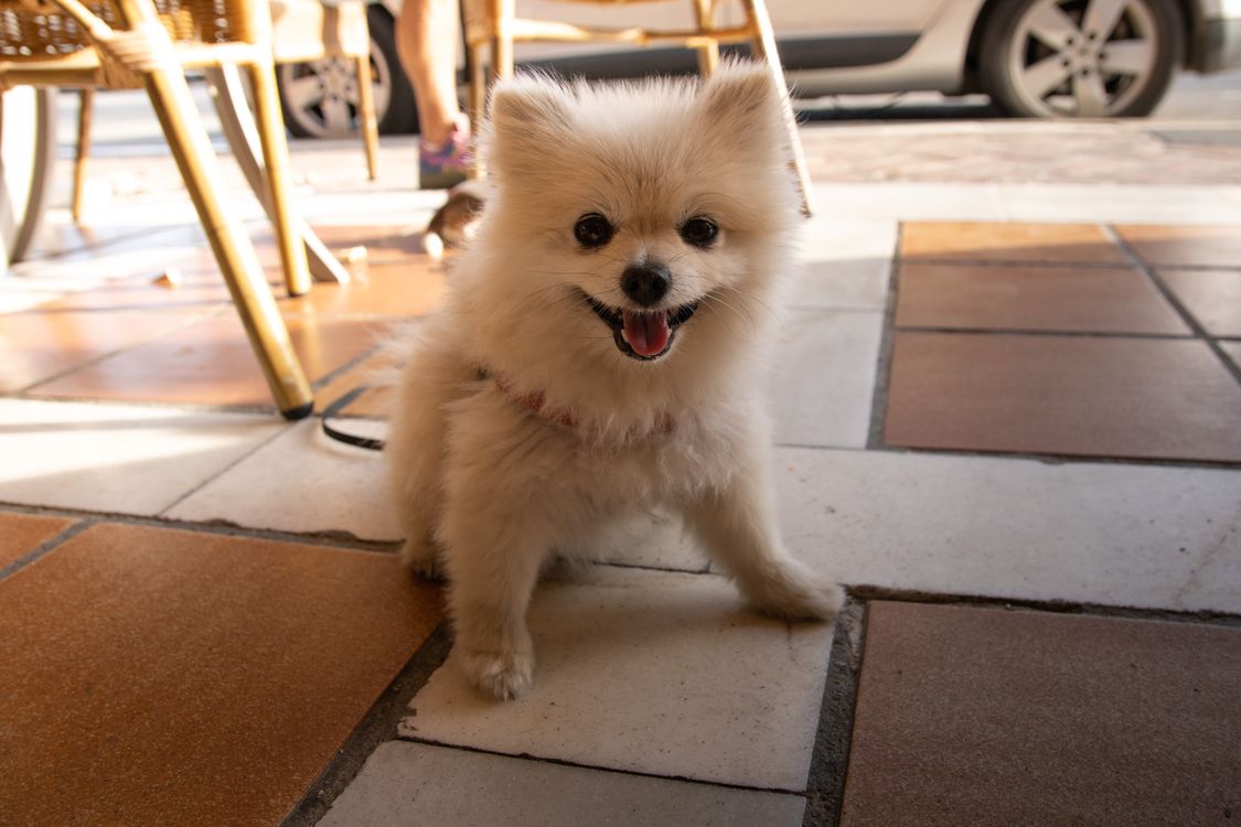 white pomeranian sitting on a patio floor looking up