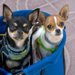 two chihuahuas sitting together in a blue laundry basket