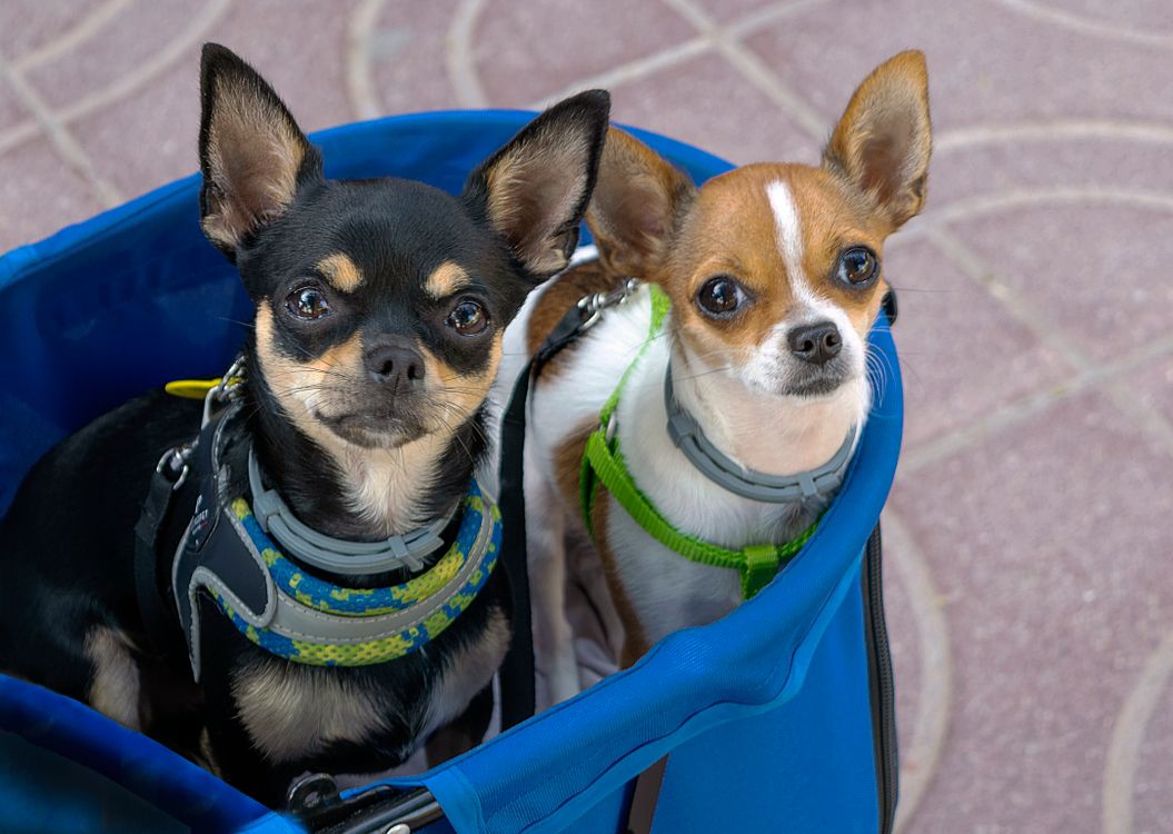 two chihuahuas sitting together in a blue laundry basket