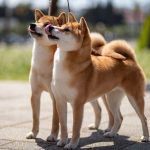 two dogs on leashes standing side by side outdoors