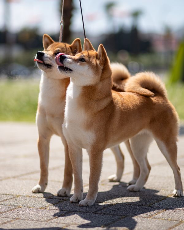 two dogs on leashes standing side by side outdoors