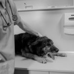 veterinarian examining a dog at the clinic