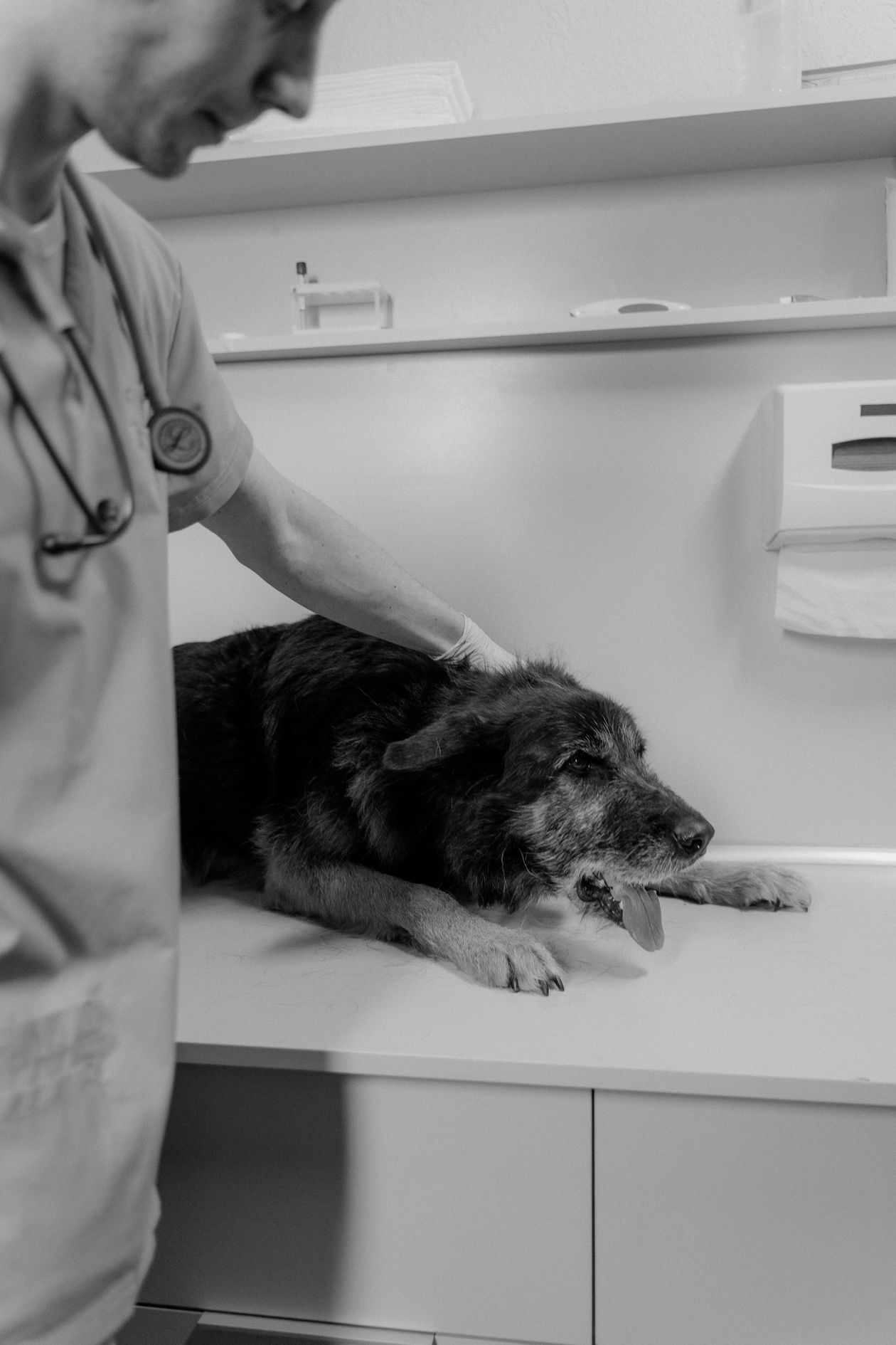 veterinarian examining a dog at the clinic