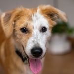 happy mixed breed dog with tongue out indoors