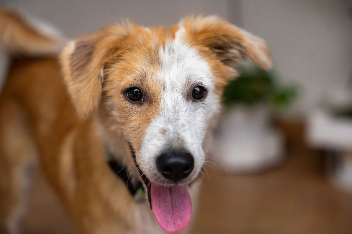 happy mixed breed dog with tongue out indoors