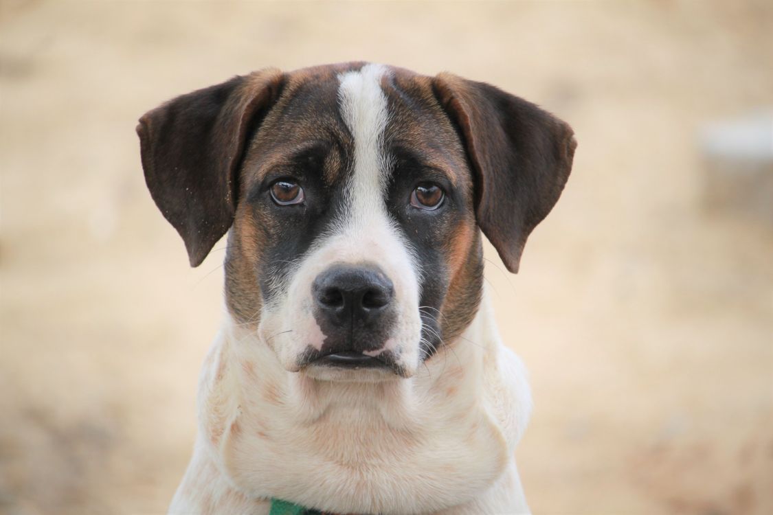 mixed breed dog with a curious expression outdoors
