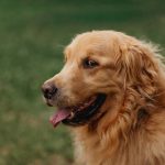 close up portrait of a golden retriever outdoors