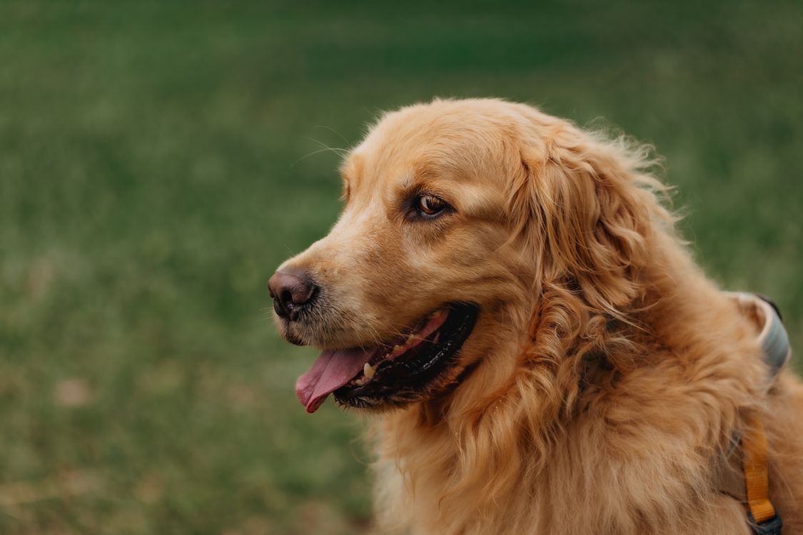 close up portrait of a golden retriever outdoors