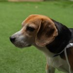 beagle standing on green grass outdoors