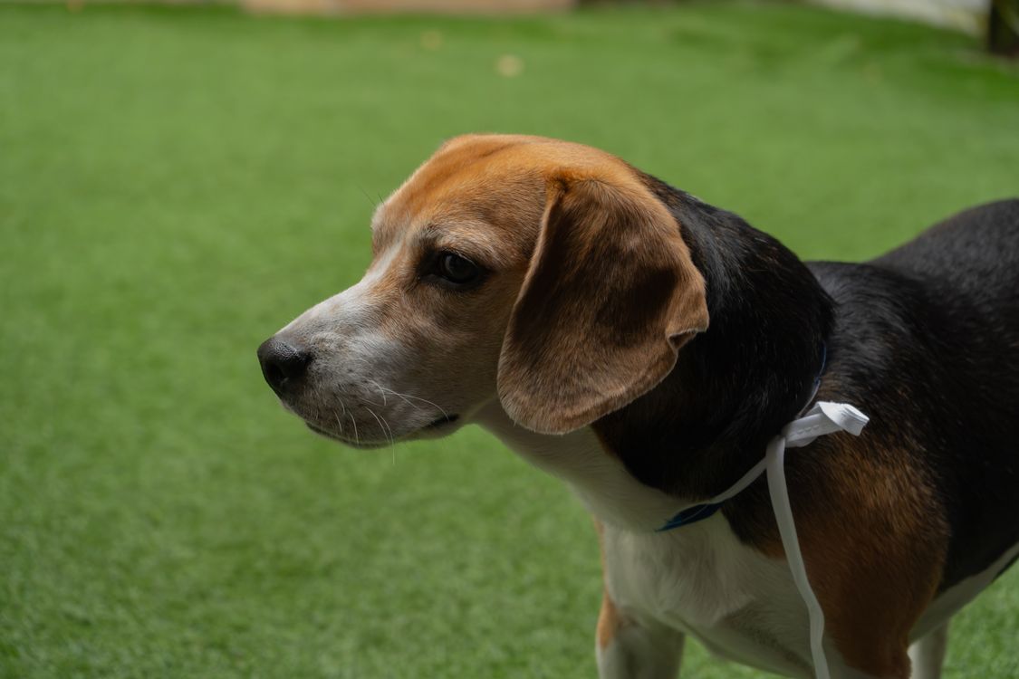 beagle standing on green grass outdoors