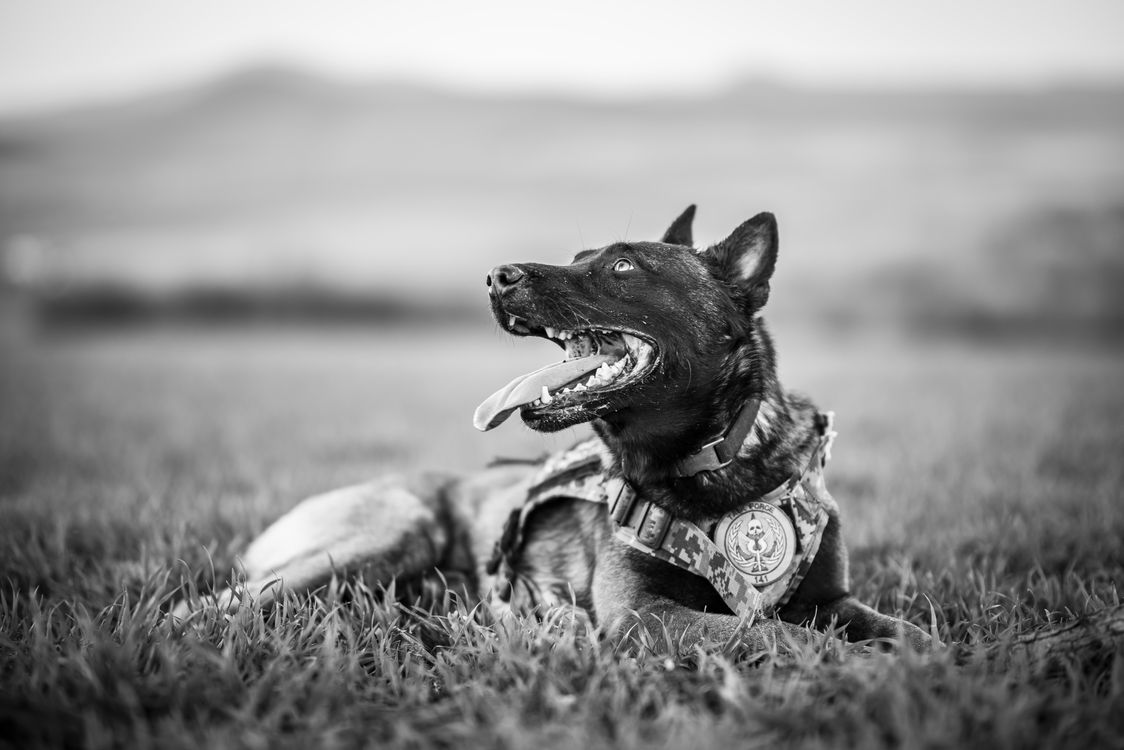 police dog resting on grass after training