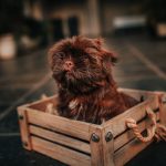 brown puppy sitting inside a wooden crate in a living room