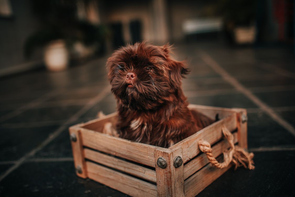 brown puppy sitting inside a wooden crate in a living room