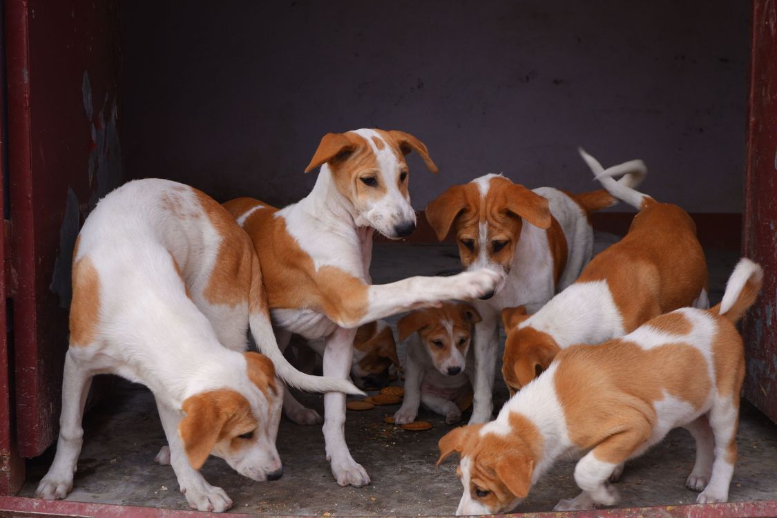 group of young dogs together inside a rescue shelter