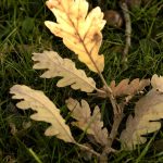 Acorns and golden oak leaves scattered on green grass in autumn