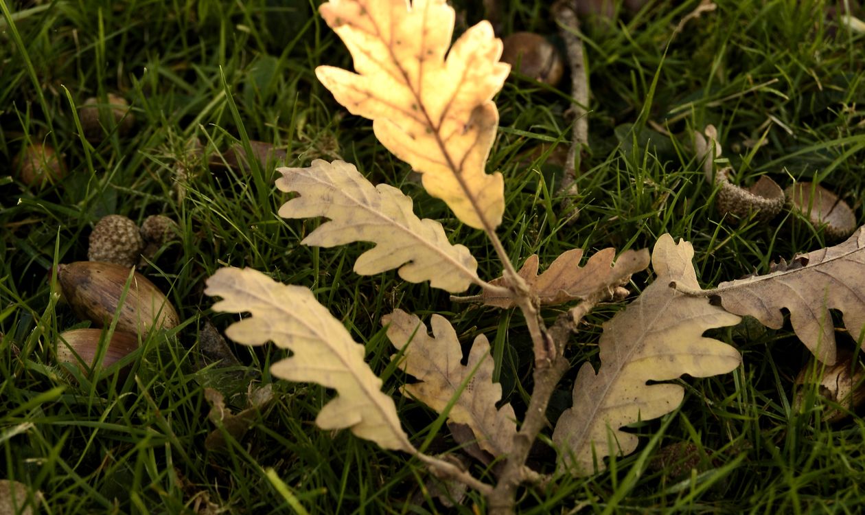 Acorns and golden oak leaves scattered on green grass in autumn