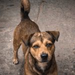 A brown dog standing attentively and looking intently at the camera