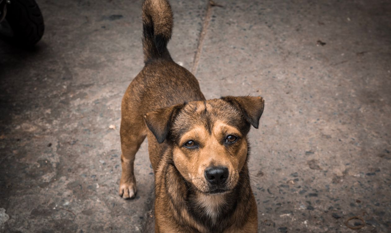 A brown dog standing attentively and looking intently at the camera