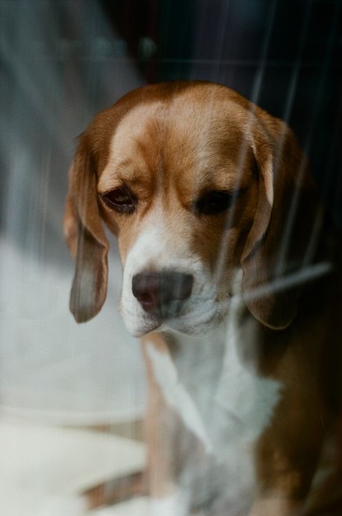Beagle gazing out of a window with a serious expression