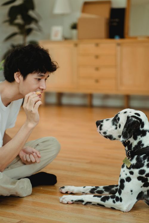 owner rewarding a dalmatian with a treat during training