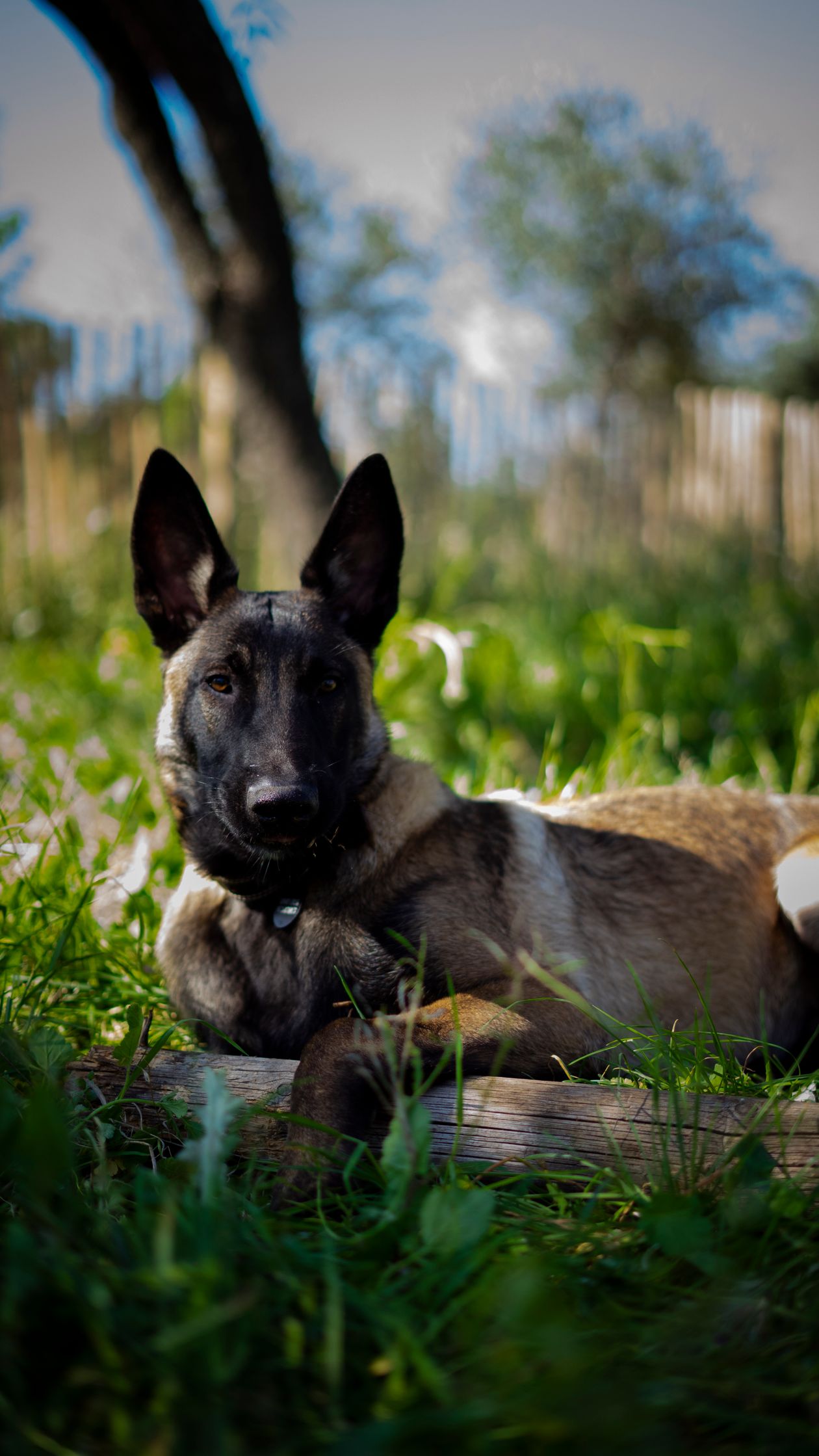 Belgian malinois lying alert on grass