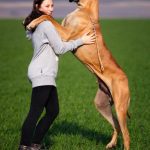 large Great Dane standing with a person in a green field