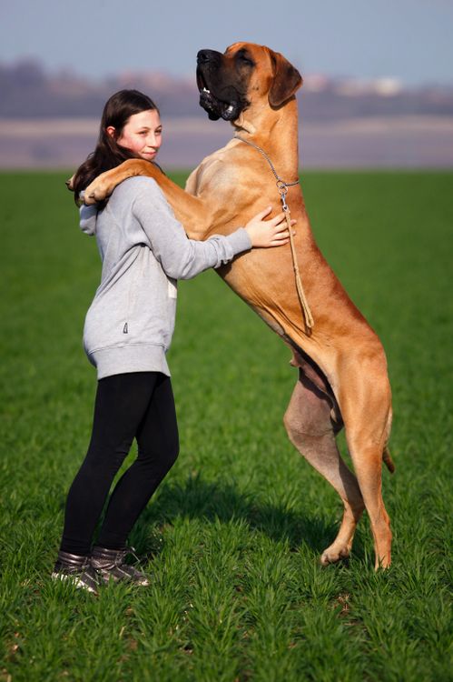 large Great Dane standing with a person in a green field