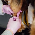 veterinarian holding a small dog while giving an injection in its leg